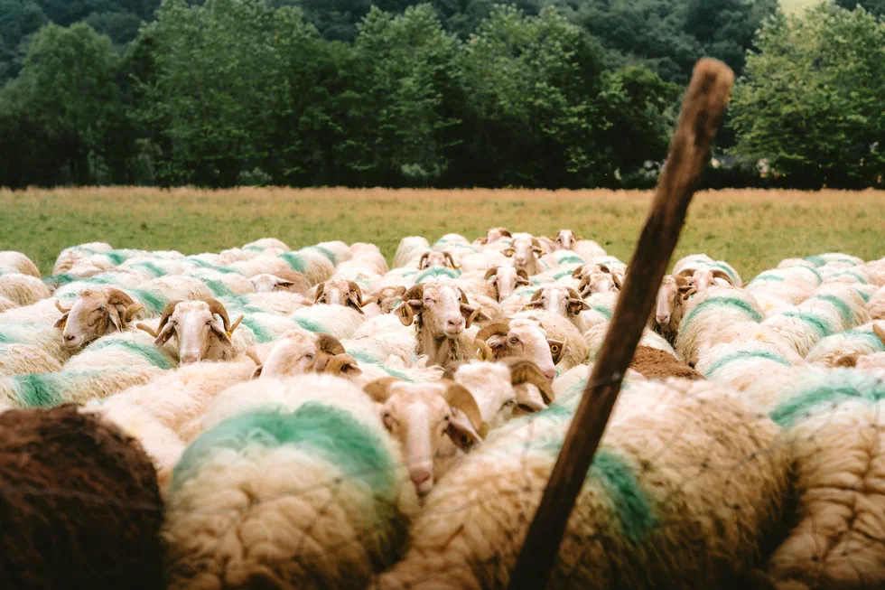 Troupeau de moutons rassemblés dans un champ