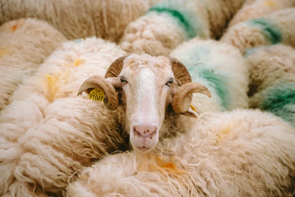 Portrait de bélier entouré de moutons