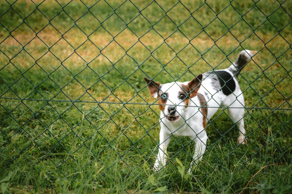 Petit chien derrière un grillage dans l’herbe