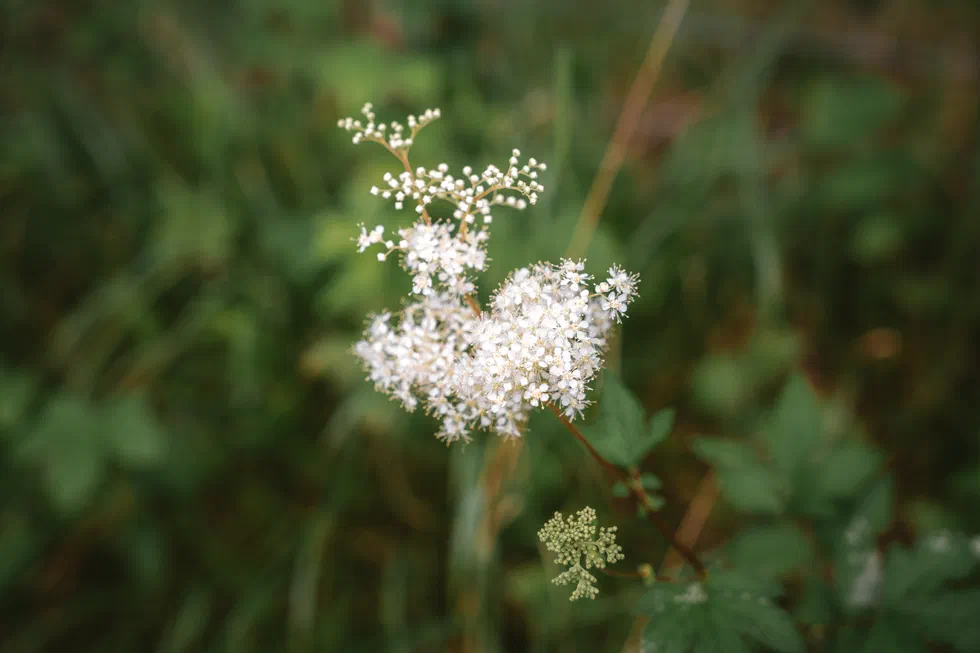Gros plan d’une fleur blanche sauvage dans l’herbe