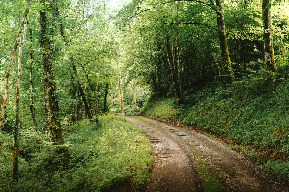 Chemin forestier sinueux dans une végétation dense