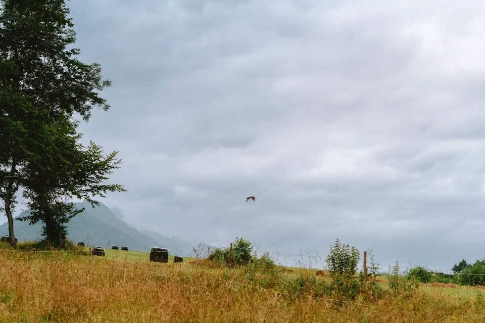 Prairie sous un ciel chargé avec un oiseau en vol