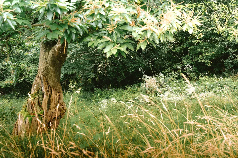 Vieux tronc noueux dans une prairie fleurie