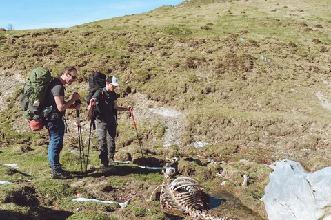 Squelette de cheval découvert pendant la randonnée