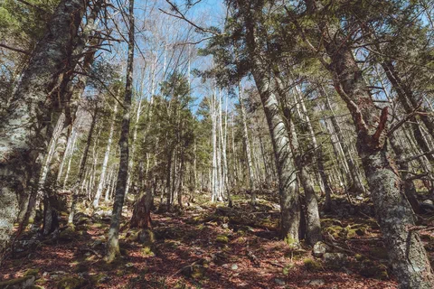Traversée de la forêt au départ du Port de Castet