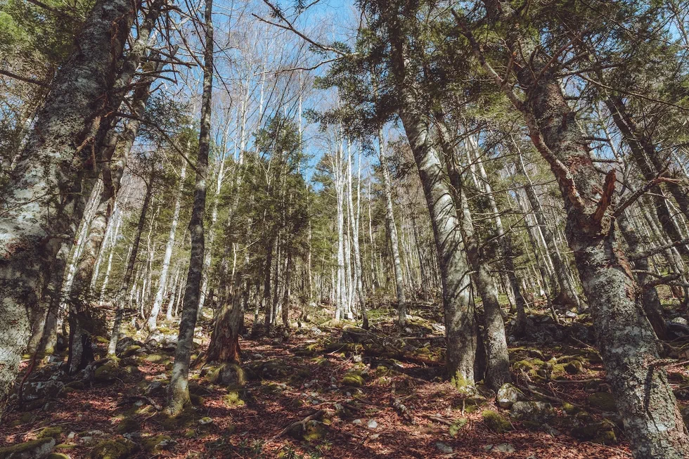 Traversée de la forêt au départ du Port de Castet