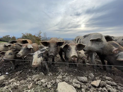 Cochon devant la douche extérieure de la ferme