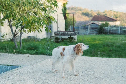 Dog photographed on Portra 800 film