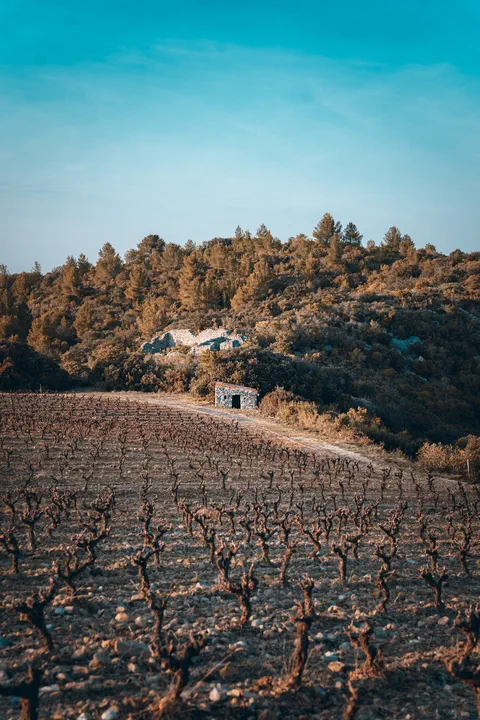 Cabane dans les vignes du côté de Perpignan