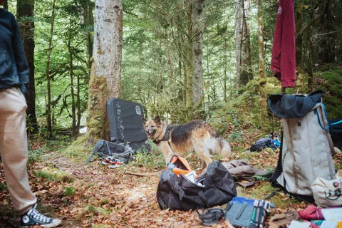 Bloc et crash pads dans les bois