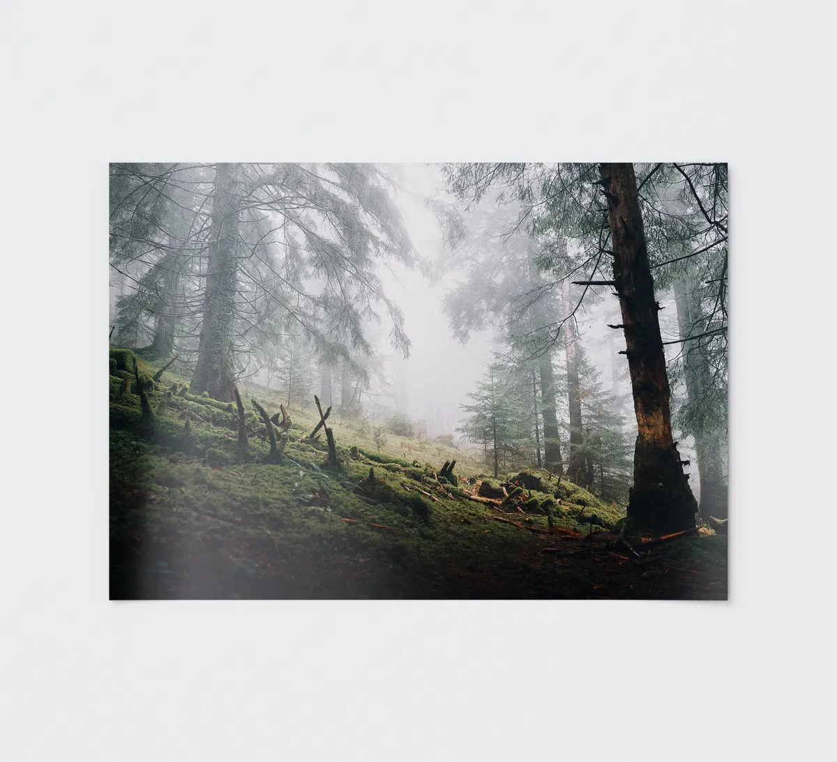 Tirage Misty Forest