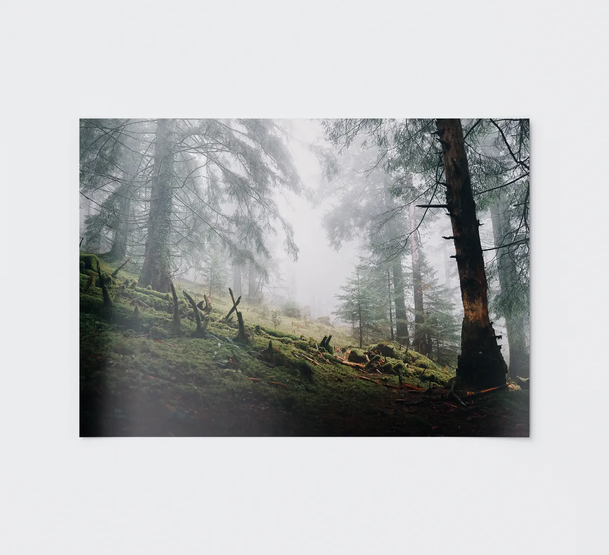 Tirage Misty Forest
