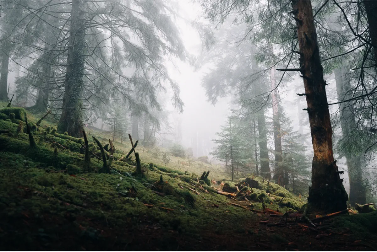 Misty Forest