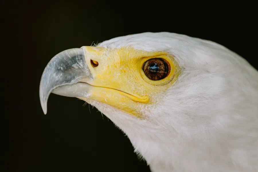 Projet Donjon des aigles Commerce - photo 119