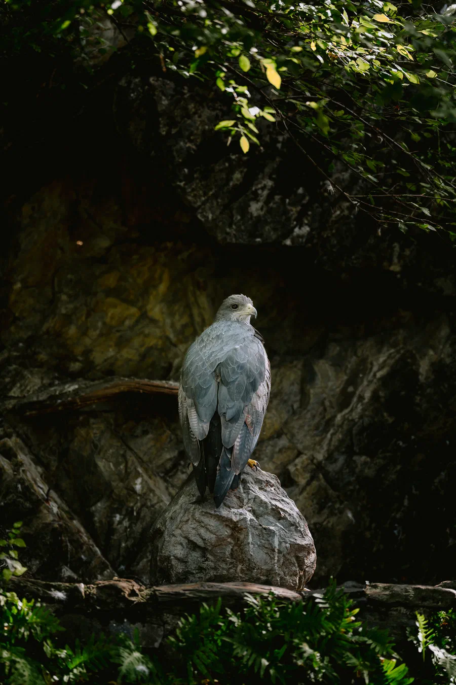 Projet Donjon des aigles Commerce - photo 118