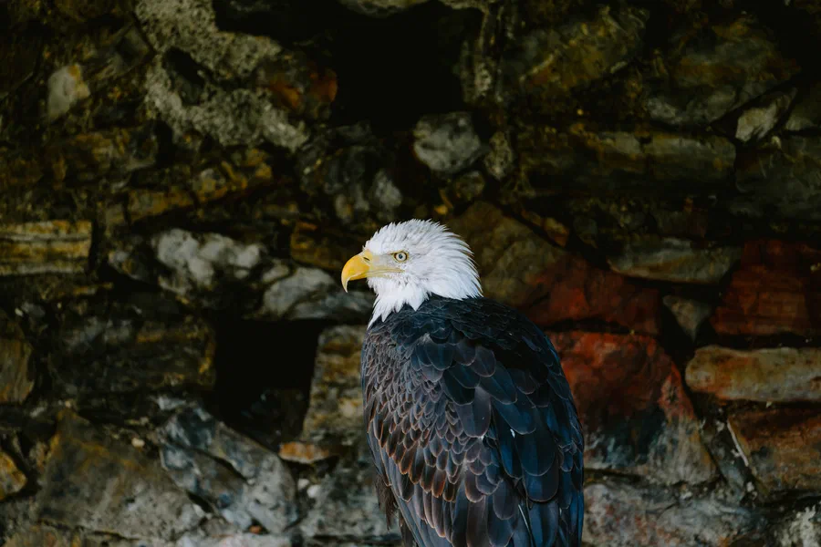Projet Donjon des aigles Commerce - photo 117