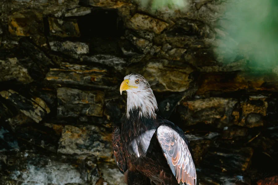 Projet Donjon des aigles Commerce - photo 116