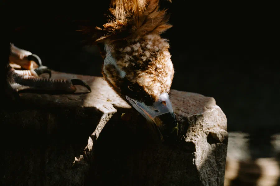 Projet Donjon des aigles Commerce - photo 114