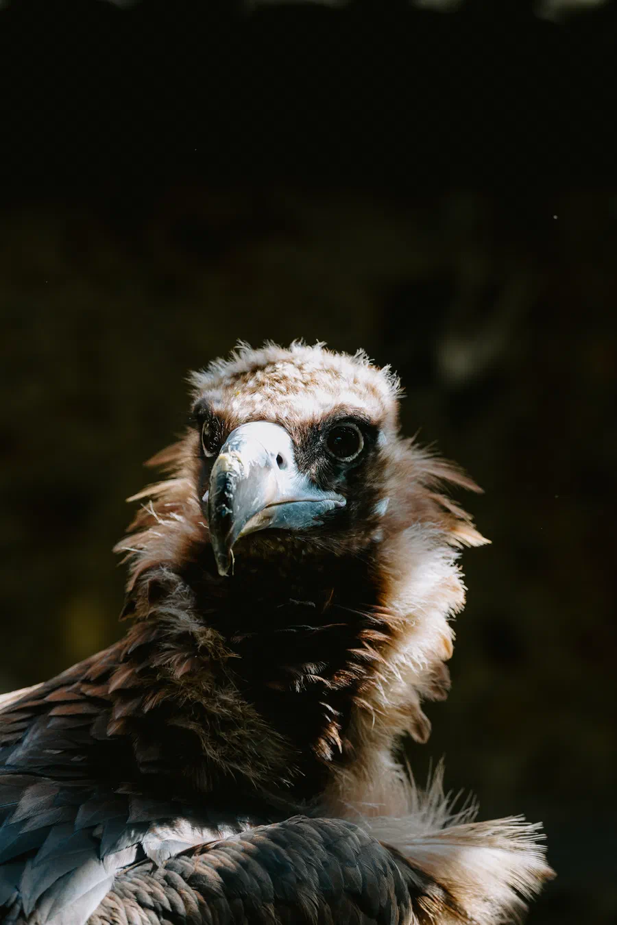 Projet Donjon des aigles Commerce - photo 112