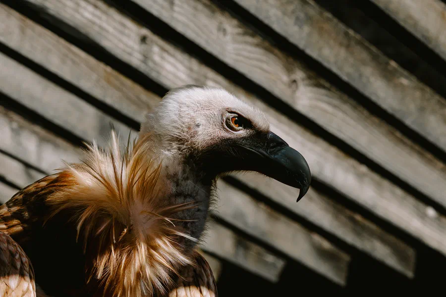 Projet Donjon des aigles Commerce - photo 111