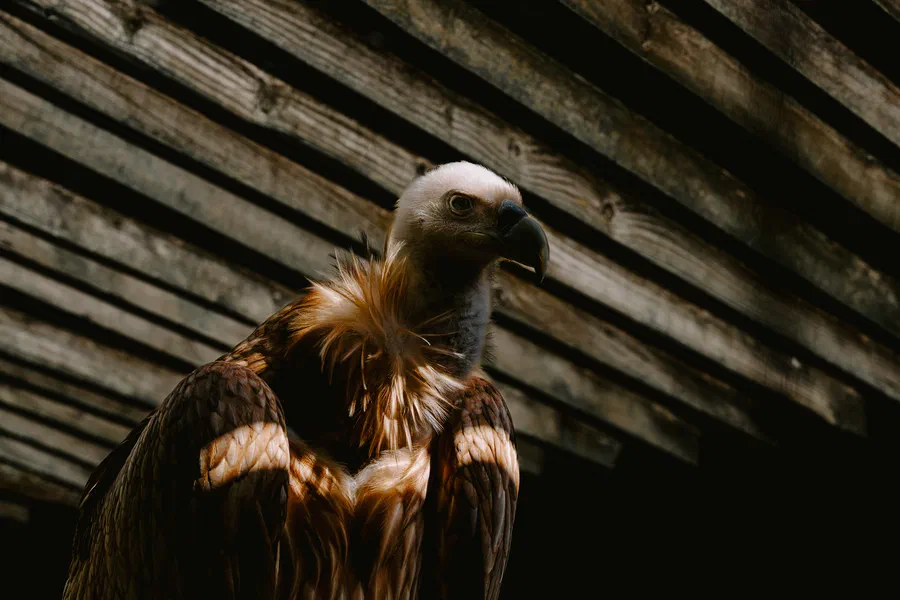 Projet Donjon des aigles Commerce - photo 110