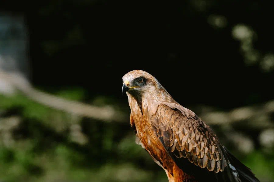 Projet Donjon des aigles Commerce - photo 108