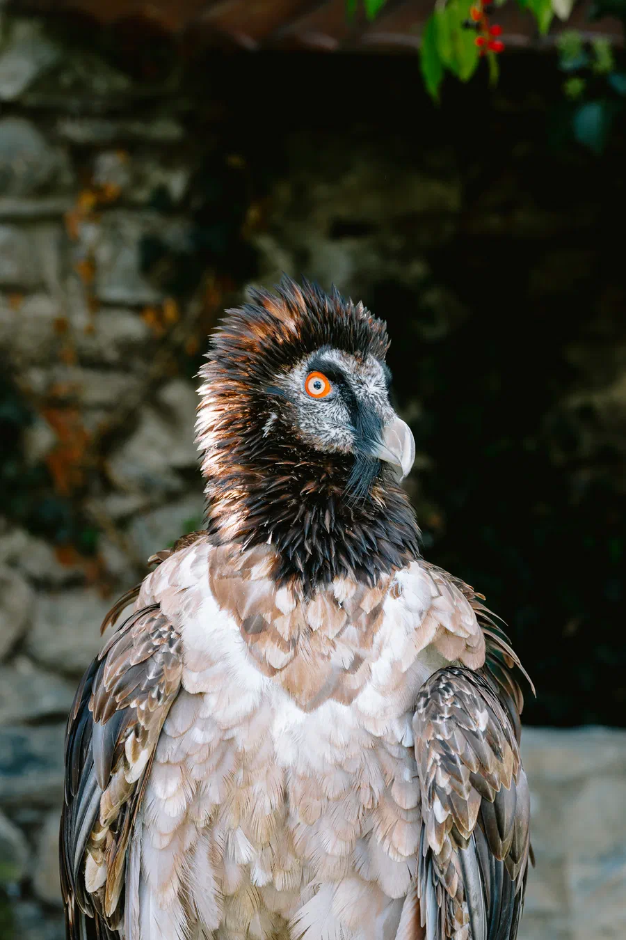 Projet Donjon des aigles Commerce - photo 107