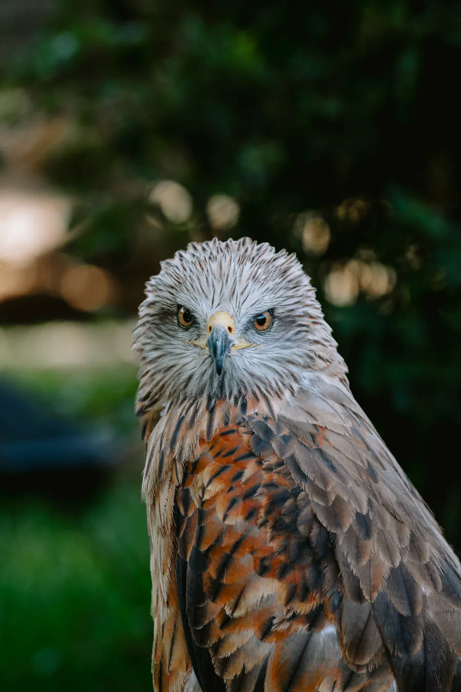Projet Donjon des aigles Commerce - photo 106