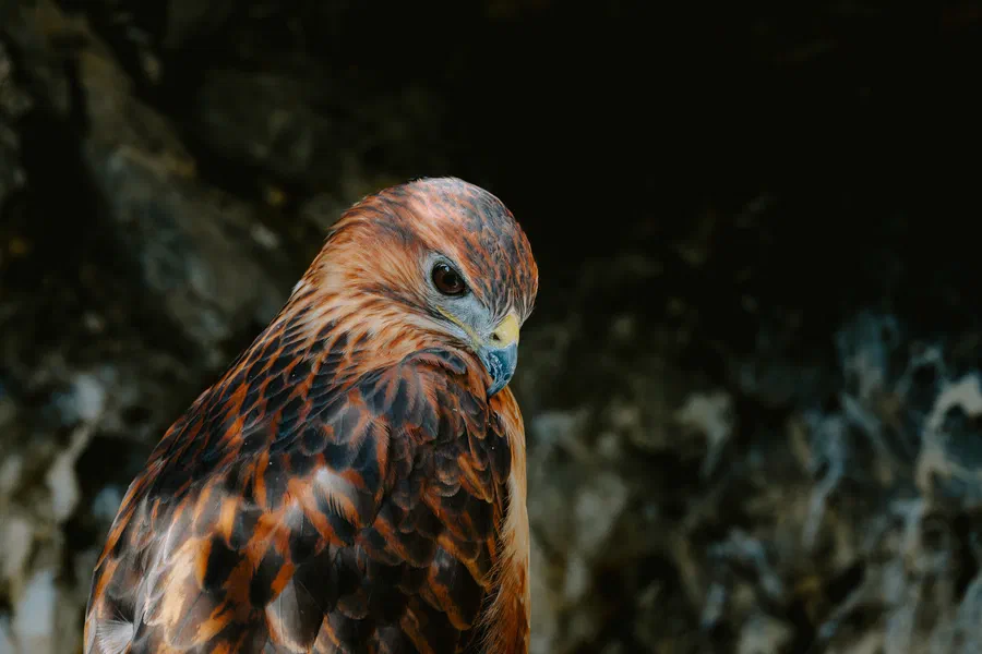 Projet Donjon des aigles Commerce - photo 105