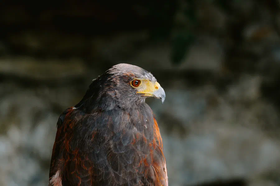 Projet Donjon des aigles Commerce - photo 104