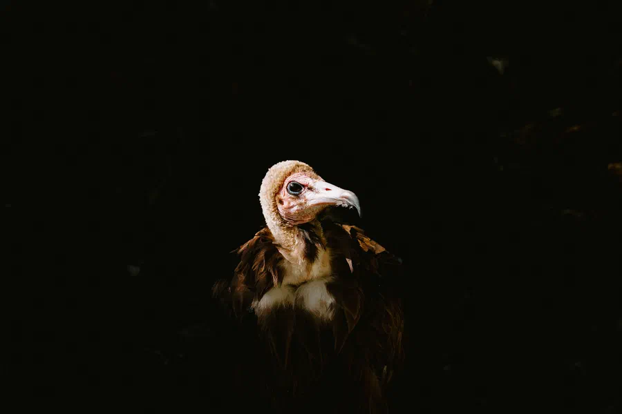 Projet Donjon des aigles Commerce - photo 103
