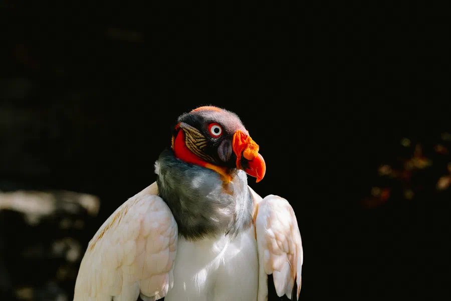 Projet Donjon des aigles Commerce - photo 102