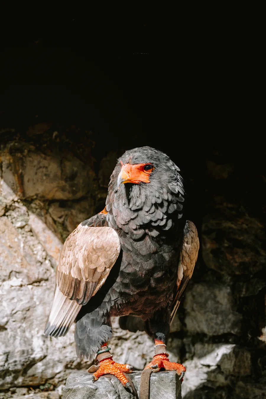 Projet Donjon des aigles Commerce - photo 100