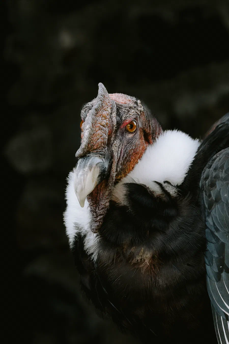 Projet Donjon des aigles Commerce - photo 98