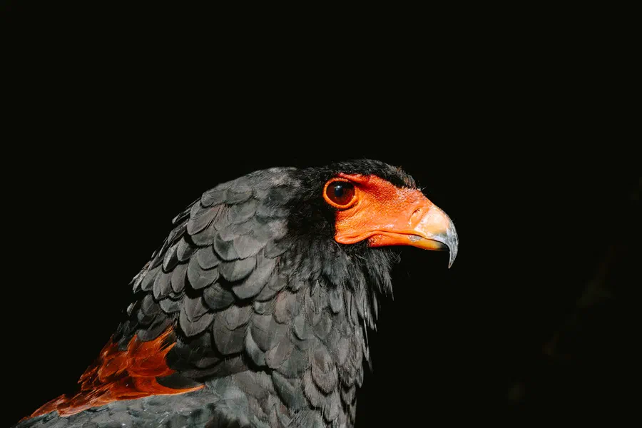 Projet Donjon des aigles Commerce - photo 97