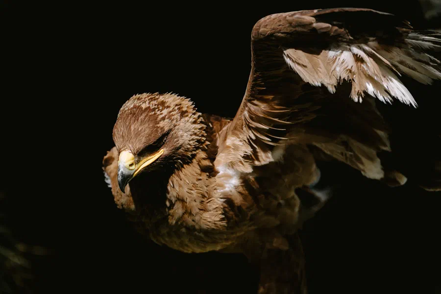 Projet Donjon des aigles Commerce - photo 96