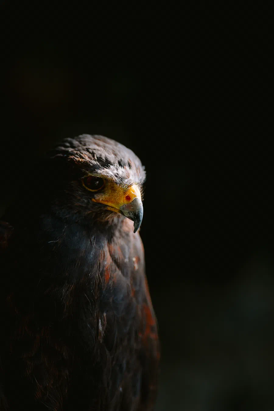 Projet Donjon des aigles Commerce - photo 95