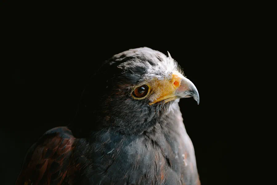 Projet Donjon des aigles Commerce - photo 93