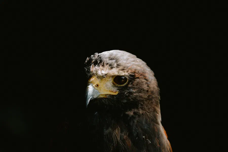 Projet Donjon des aigles Commerce - photo 92
