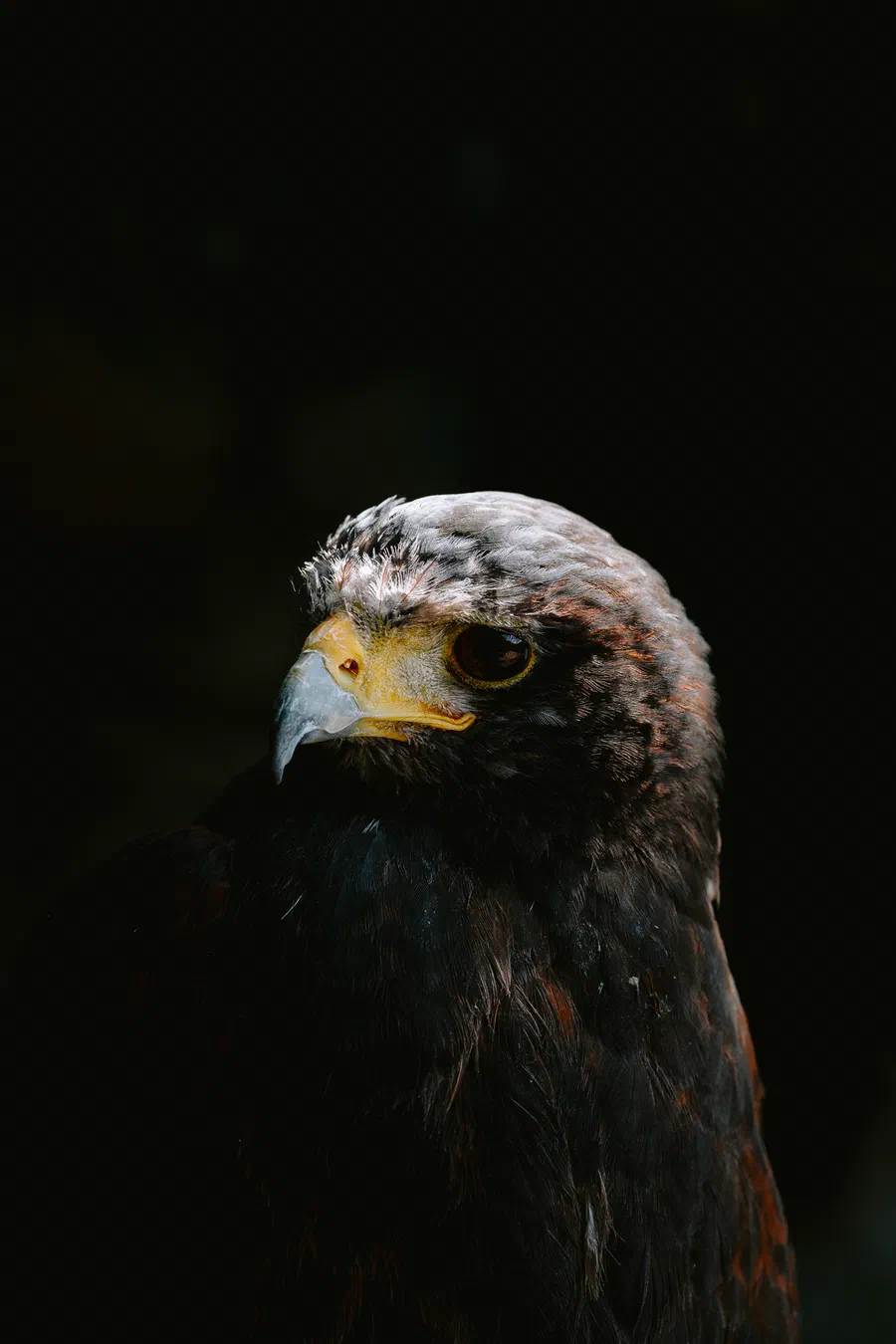 Projet Donjon des aigles Commerce - photo 91