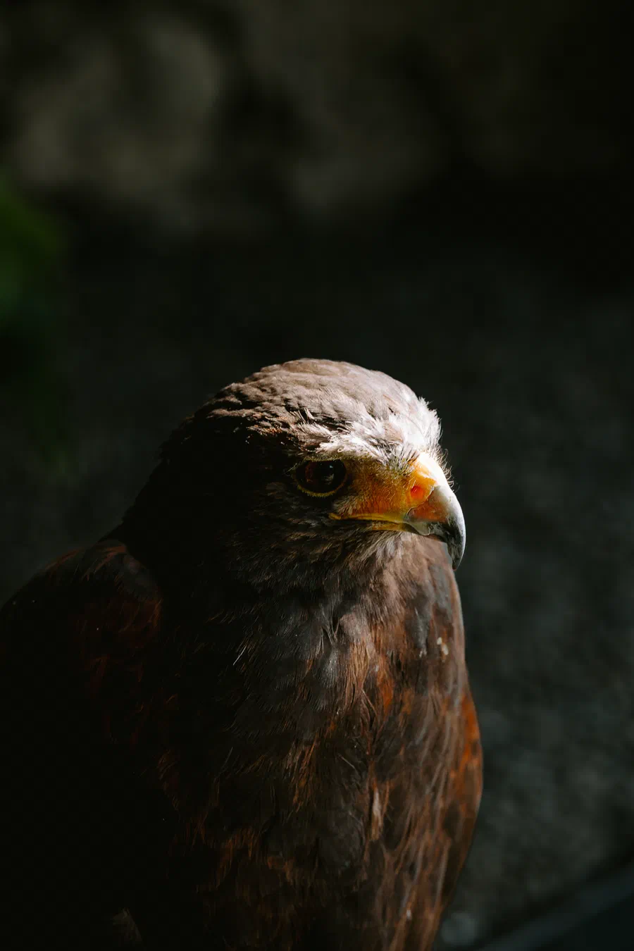 Projet Donjon des aigles Commerce - photo 90