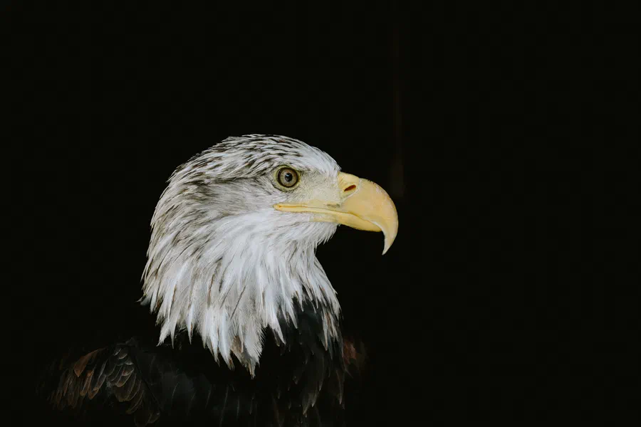 Projet Donjon des aigles Commerce - photo 89