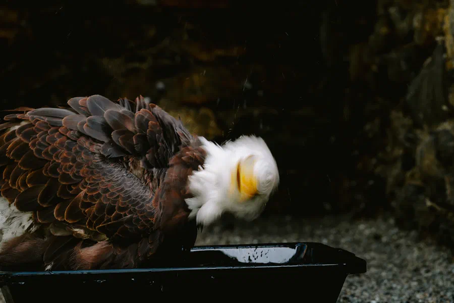 Projet Donjon des aigles Commerce - photo 88