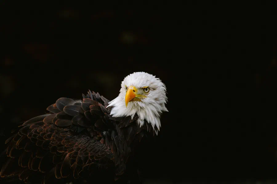 Projet Donjon des aigles Commerce - photo 86