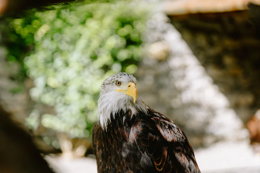 Projet Donjon des aigles Commerce - photo 85