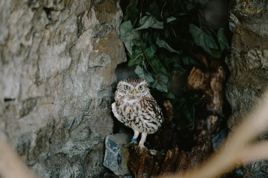 Projet Donjon des aigles Commerce - photo 81