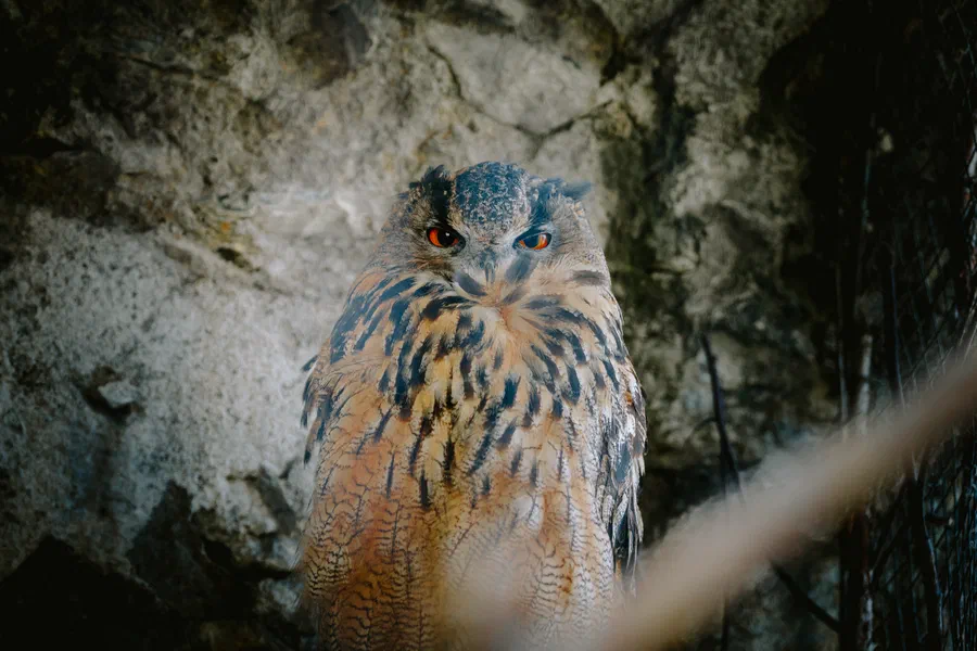 Projet Donjon des aigles Commerce - photo 80