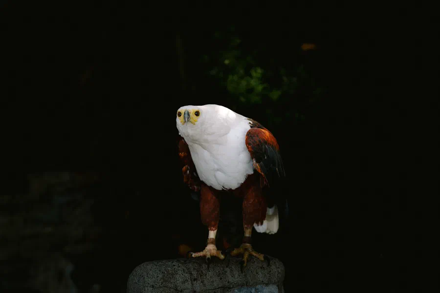 Projet Donjon des aigles Commerce - photo 76