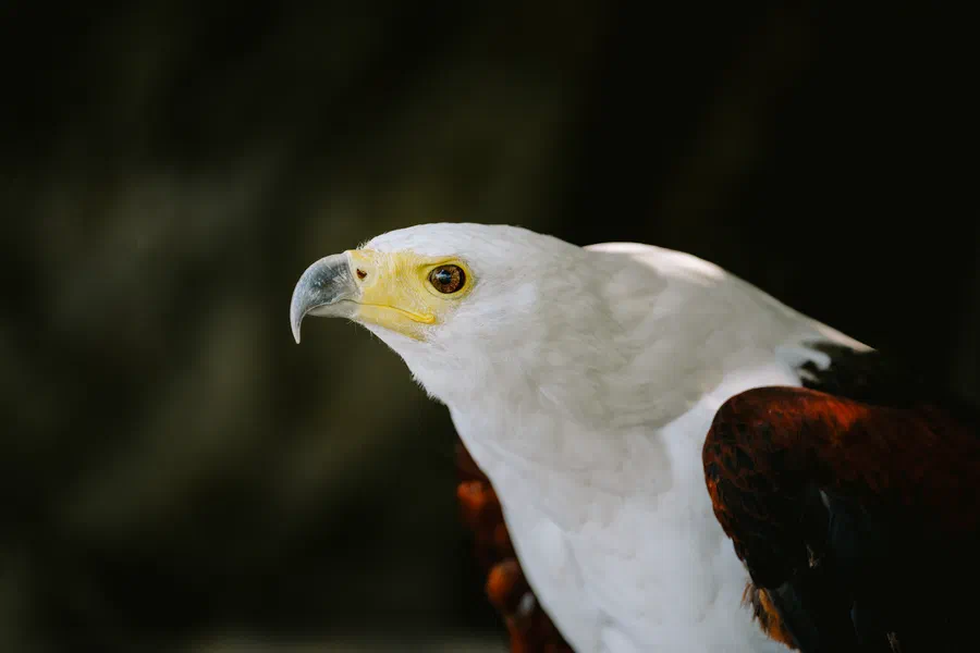 Projet Donjon des aigles Commerce - photo 75