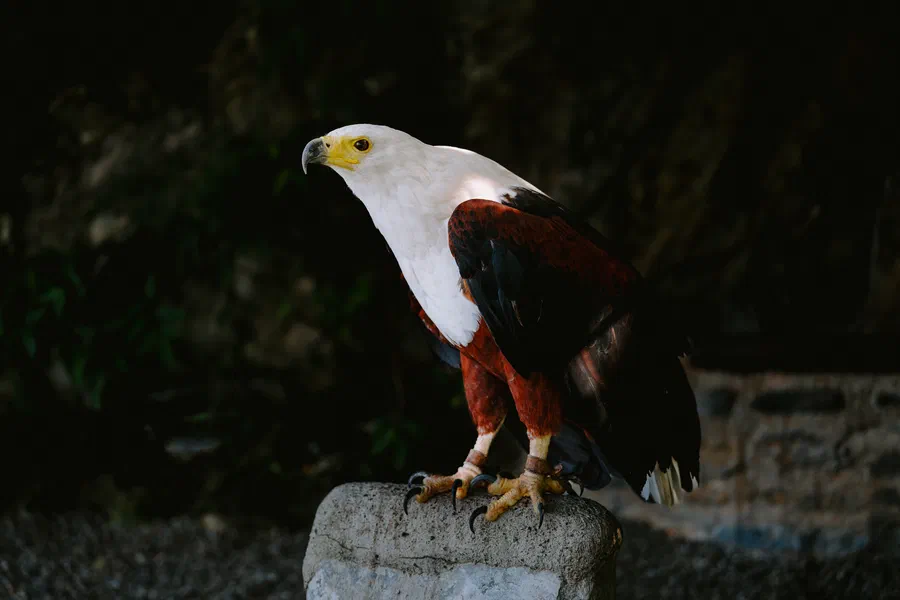 Projet Donjon des aigles Commerce - photo 73